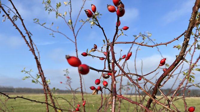 Novemberstimmung ohne Nebel (Foto: oas) Novemberstimmung ohne Nebel (Foto: oas)