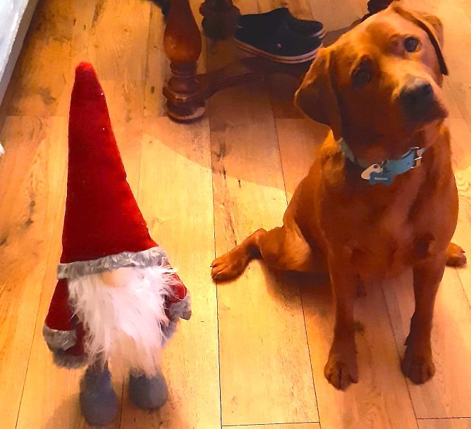 Labrador Heinrich aus Sondershausen (Foto: Heike Lange) Labrador Heinrich aus Sondershausen (Foto: Heike Lange)