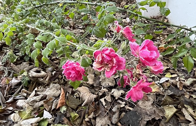 Die letzten Rosen des Jahres (Foto: oas)