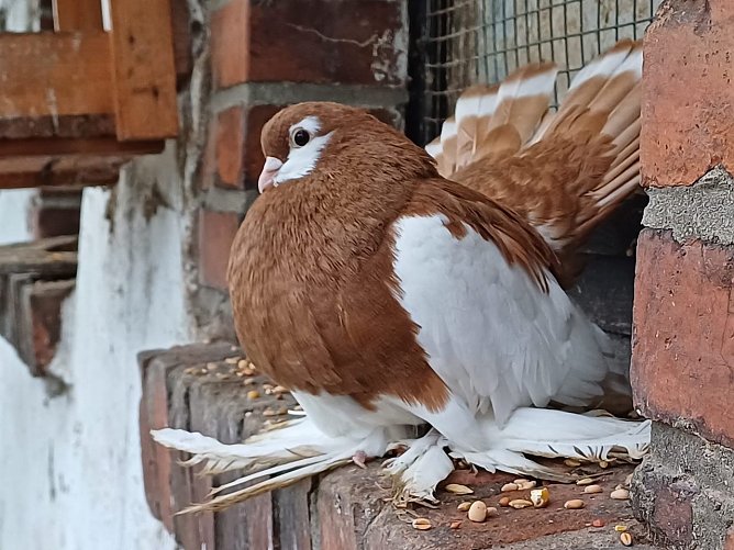  Eine ausgepr&auml;gte Belatschung (Federf&uuml;&szlig;e) sorgt bei Rassen wie den Wolgaer Positurt&uuml;mmlern f&uuml;r viele Probleme. (Foto: Birte Schwarz Erfurter Tauben e.v.)