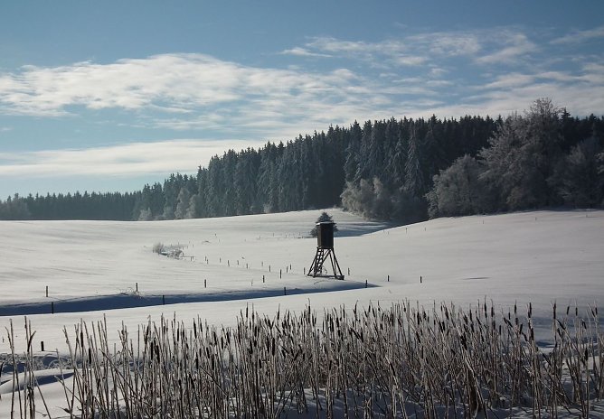 Die Jagd sorgt f&uuml;r angepasste Wildbest&auml;nde � Voraussetzung f&uuml;r einen erfolgreichen Waldumbau und die Wiederbewaldung (Foto: Dr. Horst Spro&szlig;mann)