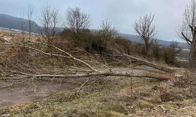 Gefällte Pappeln bei Göllingen (Foto: Polizei) Gefällte Pappeln bei Göllingen (Foto: Polizei)