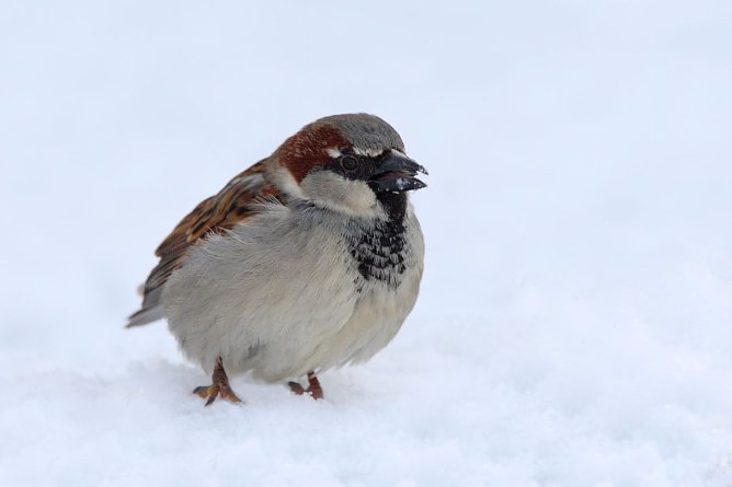 Der Haussperling ist in Thüringen auf dem absteigenden Ast (Foto: Frank Drerer) Der Haussperling ist in Thüringen auf dem absteigenden Ast (Foto: Frank Drerer)