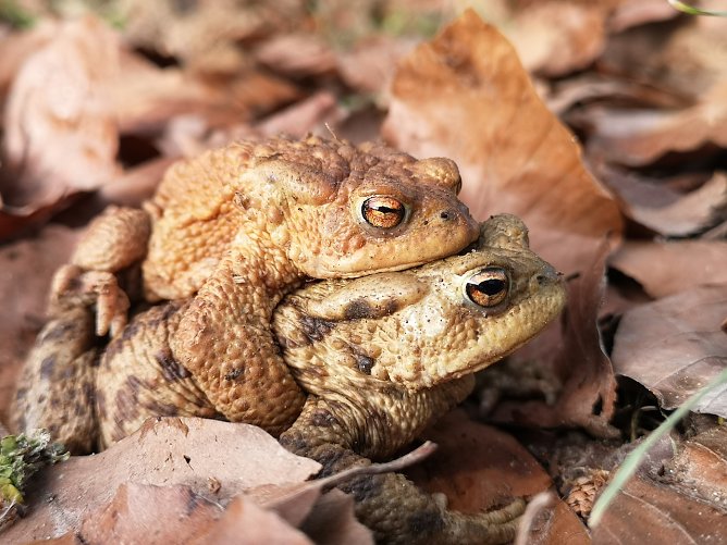 Erdkr&ouml;ten (Foto: NABU Kyffh&auml;userkreis)