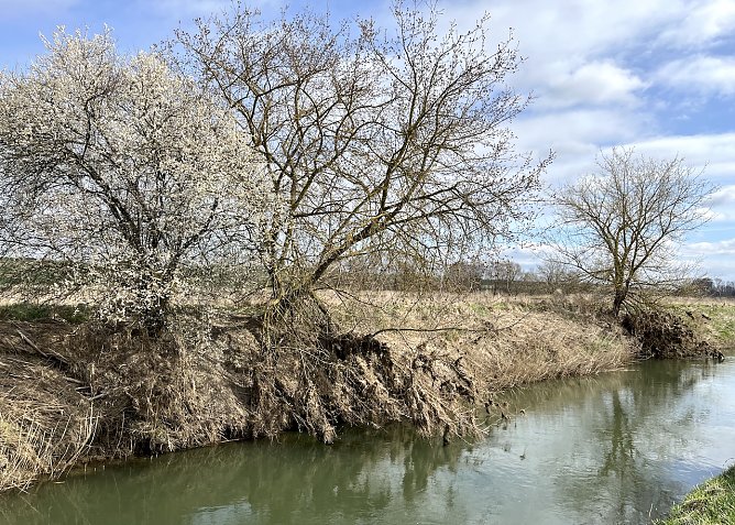 Unstrut bei Merxleben (Foto: uhz Archiv) Unstrut bei Merxleben (Foto: uhz Archiv)