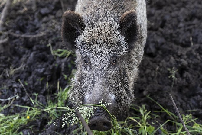 Wildschwein (Foto: Vier Pfoten ) Wildschwein (Foto: Vier Pfoten )