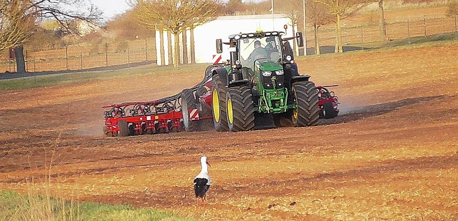 Ob da was f&uuml;r Meister Adebar bei abf&auml;llt? - Storchenbesuch bei Kelbra (Foto: Ulrich Reinboth)