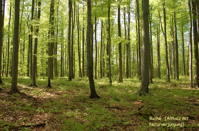 Im Forst unterwegs (Foto: Forstamt Oldisleben) Im Forst unterwegs (Foto: Forstamt Oldisleben)