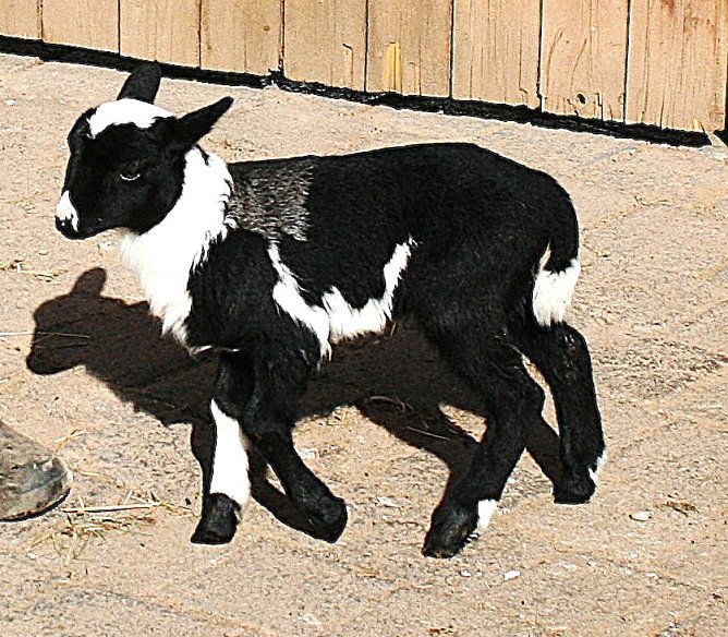 Dreifarbiges Lamm auf dem Hof der Familie Möckel (Foto: Ulrich Reinboth) Dreifarbiges Lamm auf dem Hof der Familie Möckel (Foto: Ulrich Reinboth)