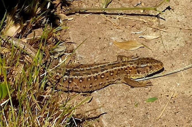 Frühlingserwachen im Garten mit Zauneidechse (Foto: S. Boikat) Frühlingserwachen im Garten mit Zauneidechse (Foto: S. Boikat)