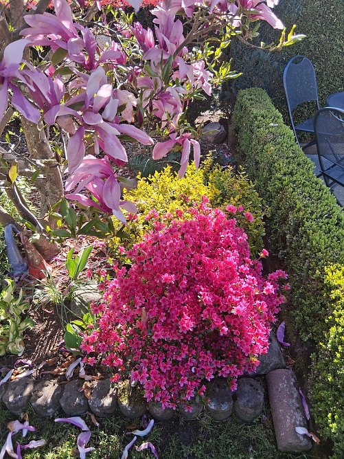 Momentaufnahme Blumenzauber vor dem Haus (2) (Foto: G.Kurzius)