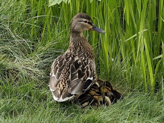 Entenfamilie in Neustadt (Foto: Axel Hungsberg)