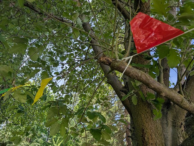 Falscher Baumschnitt (Foto: Janine Skara) Falscher Baumschnitt (Foto: Janine Skara)