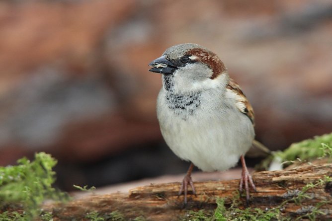 Auch der Haussperling ist in Thüringen auf dem absteigenden Ast (Foto: Frank Derer) Auch der Haussperling ist in Thüringen auf dem absteigenden Ast (Foto: Frank Derer)