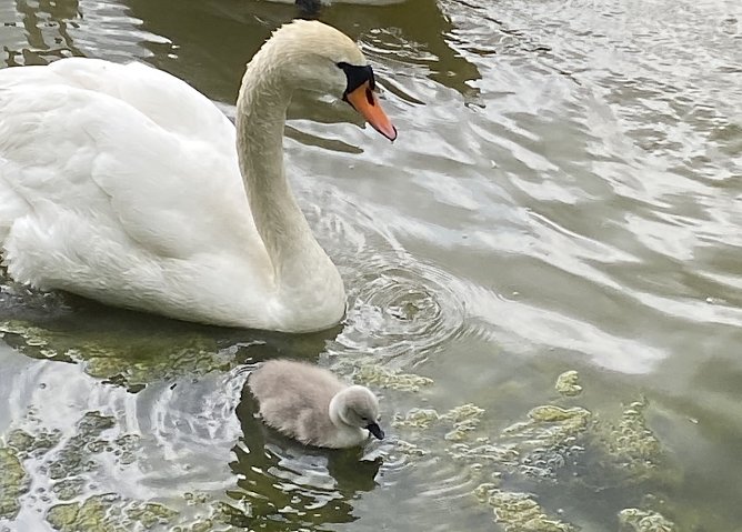 Schwan mit Nachwuchs (Foto: Wolfgang Lehmann) Schwan mit Nachwuchs (Foto: Wolfgang Lehmann)