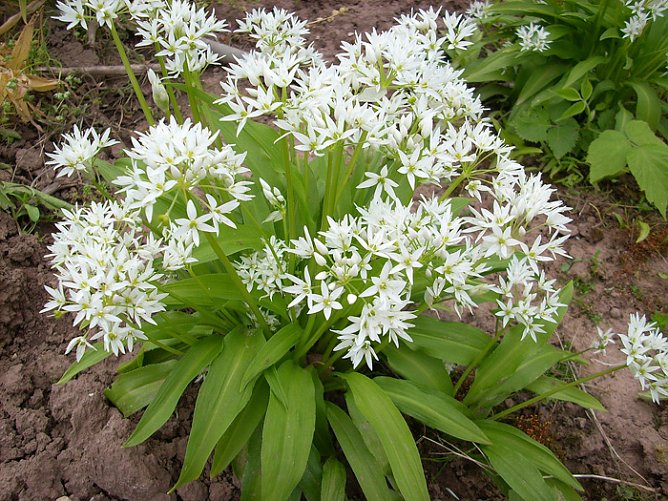 Bärlauch (Foto: Karl-Heinz Herrmann) Bärlauch (Foto: Karl-Heinz Herrmann)