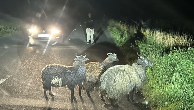 Schafe auf Nachtwanderung (Foto: LPI) Schafe auf Nachtwanderung (Foto: LPI)