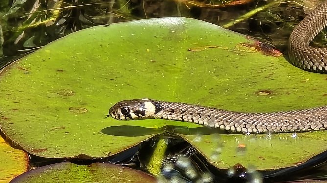 Ringelnatter im Gartenteich (Foto: Karsten Oswald)