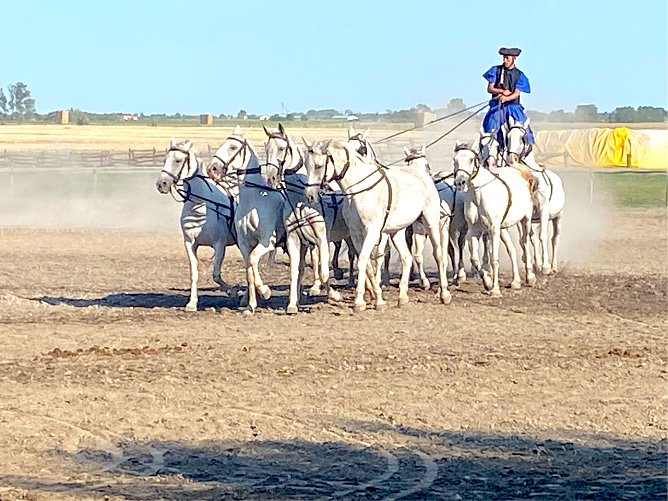 Traditionelle Pferdeshow in der Puszta (Foto: Wolfgang Lehmann) Traditionelle Pferdeshow in der Puszta (Foto: Wolfgang Lehmann)
