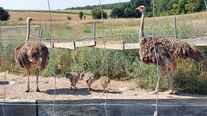Junge Strau&szlig;e auf der Strau&szlig;enfarm in Eisleben (Foto: Sabine Schr&ouml;der)