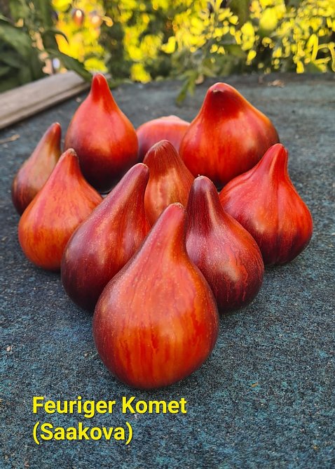 Feuriger Komet (Saakova) (Foto: Karsten Stiehler)