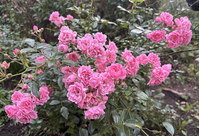 Hochsommer voraus an diesem Wochenende (Foto: oas) Hochsommer voraus an diesem Wochenende (Foto: oas)