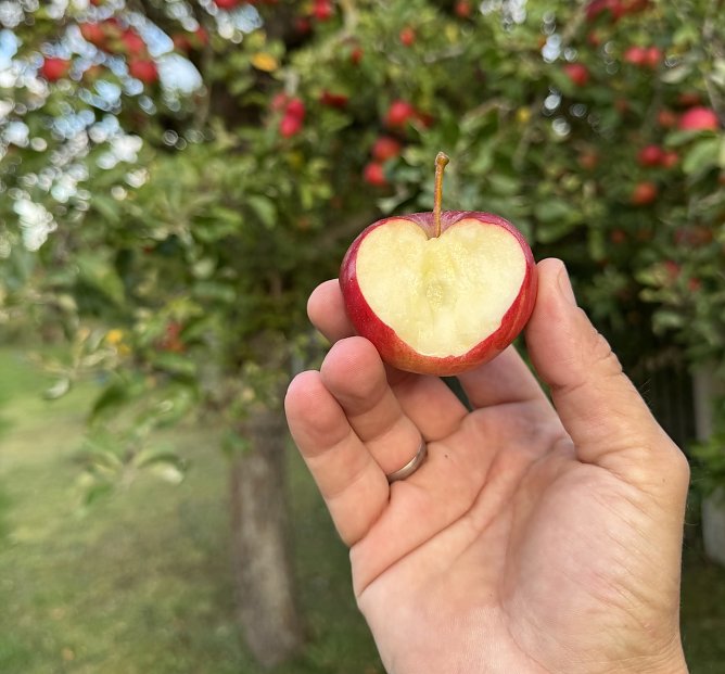 Apfel mit Herz (Foto: Christian Schneppel)