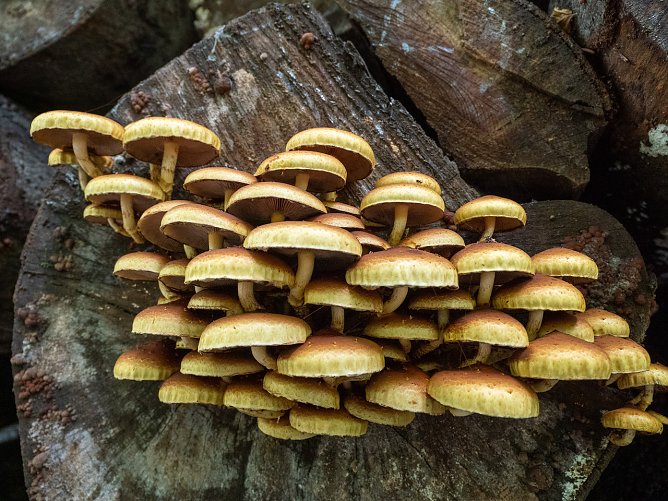 Pilze (Foto: Isabel H&uuml;mpfner.)