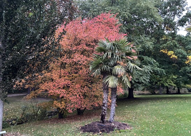 Herbst im Kurpark Bad Langensalza  (Foto: oas)