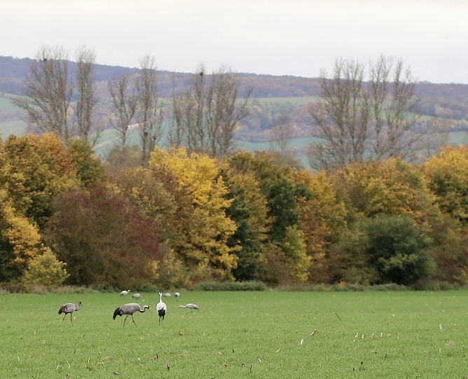 Kraniche am Stausee in Kelbra (Archiv) (Foto: Eva Maria Wiegand)