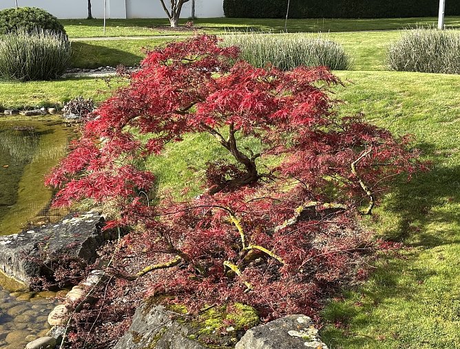 Herbst in Bad Langensalza  (Foto: oas)