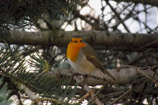 Rotkehlchen vor dem Fenster (Foto: Rosalinde Frank) Rotkehlchen vor dem Fenster (Foto: Rosalinde Frank)