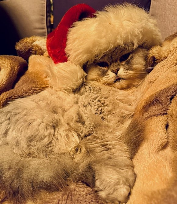 Kater Willy (Foto: Anja ZIckenroth) Kater Willy (Foto: Anja ZIckenroth)