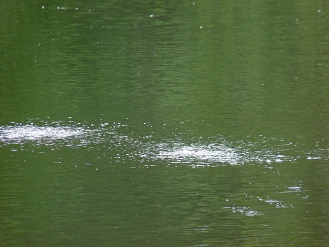 Belüftung Parksee (Foto: Karl-Heinz Herrmann) Belüftung Parksee (Foto: Karl-Heinz Herrmann)