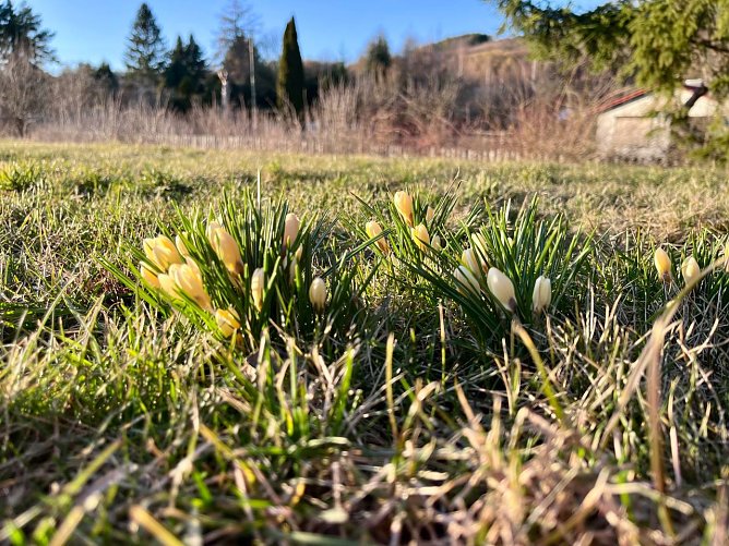 Symbolbild Frühling (Foto: ssc) Symbolbild Frühling (Foto: ssc)