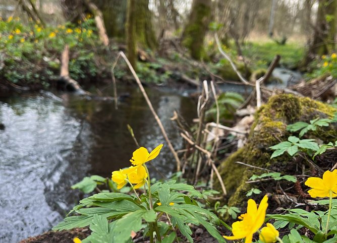 Symbolbild Fr&uuml;hling (Foto: ssc)