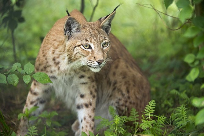 Ein Luchs im Unterholz (Foto: Leo/fokus-natur.de) Ein Luchs im Unterholz (Foto: Leo/fokus-natur.de)