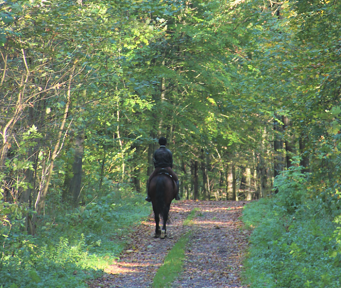 Steigert f&uuml;r viele Waldbesuchende den Naturgenuss: Begegnung mit Pferd und Reiter. Gegenseitige R&uuml;cksichtnahme vorausgesetzt (Foto: Dr. Horst Spro&szlig;mann)