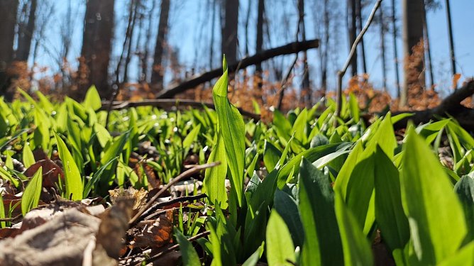 Beliebtes Waldkraut f&uuml;r die K&uuml;che: Der B&auml;rlauch (Foto: Th&uuml;ringenForst)