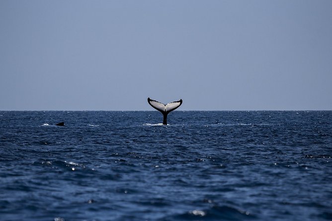 Wal auf offener See (Beispielbild) (Foto: Pixabay)