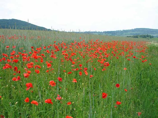 Wildkr&auml;uterwiese (Foto: Th&uuml;ringer Umweltministerium)