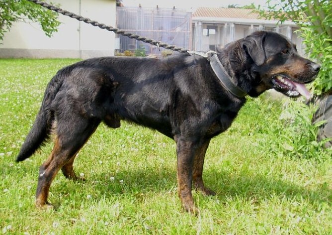 Nero (Foto: C. Knust) Nero (Foto: C. Knust)