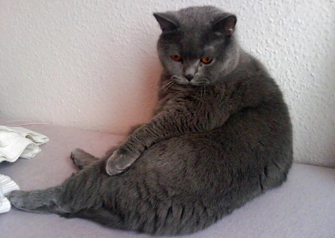 Kater entlaufen (Foto: Calimero)