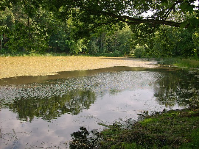 Pfaffenteich (Foto: Karl-Heinz Herrmann)