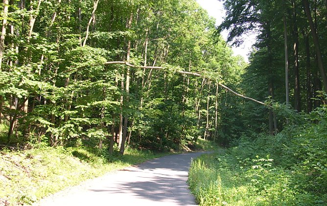 Baum  (Foto: Karl-Heinz Herrmann)