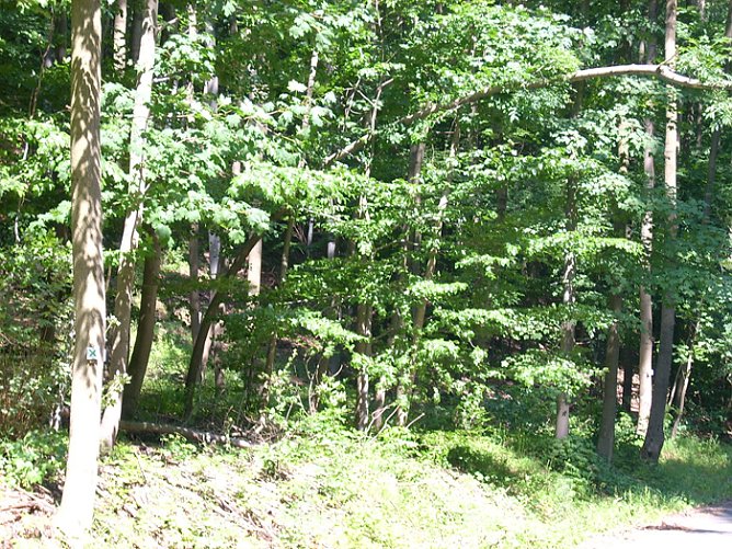 Baum  (Foto: Karl-Heinz Herrmann)