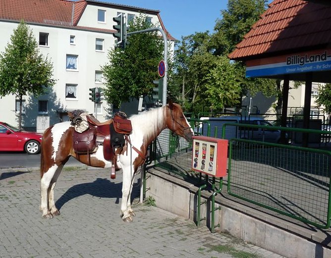 Pferd in der Stadt (Foto: Karl-Heinz Herrmann)