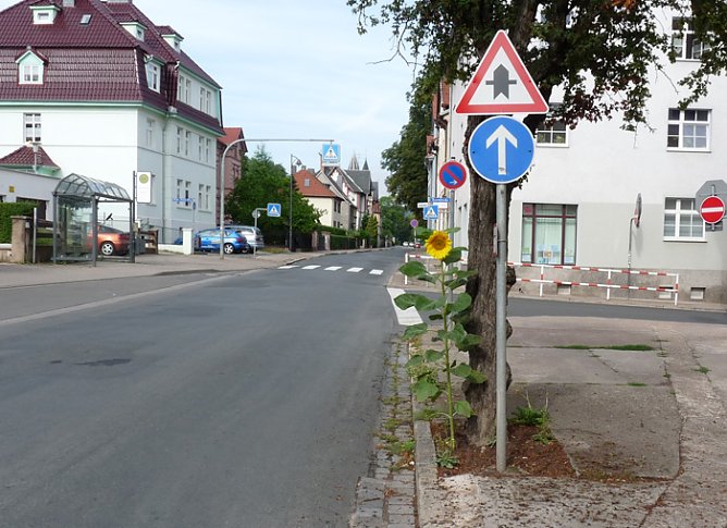 Sonnenblume (Foto: Karl-Heinz Herrmann)