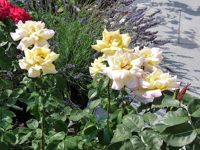 Rosen (Foto: Karl-Heinz Herrmann)