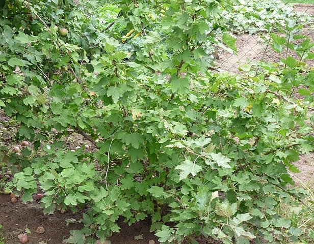 Johannisbeerraub (Foto: Karl-Heinz Herrmann)